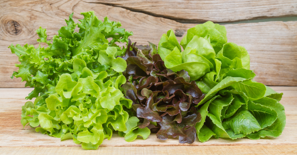 Fresh Bib Lettuce Leaves