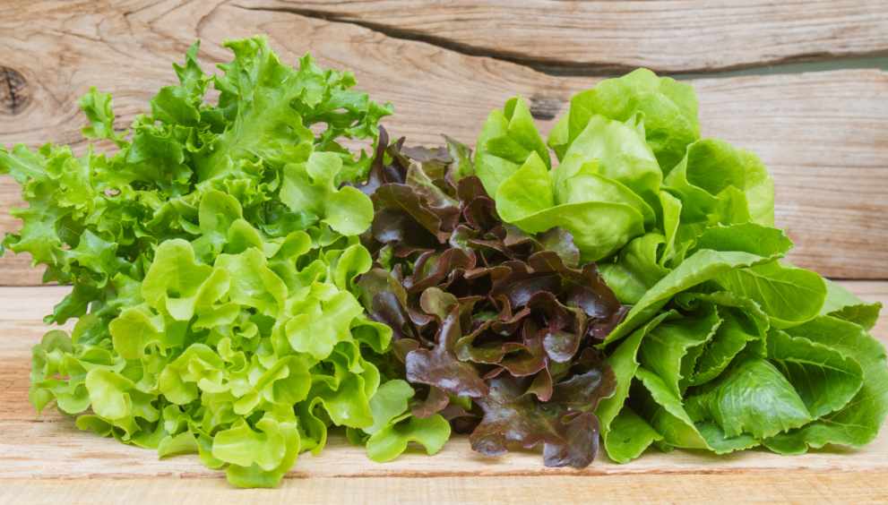 Fresh Bib Lettuce Leaves